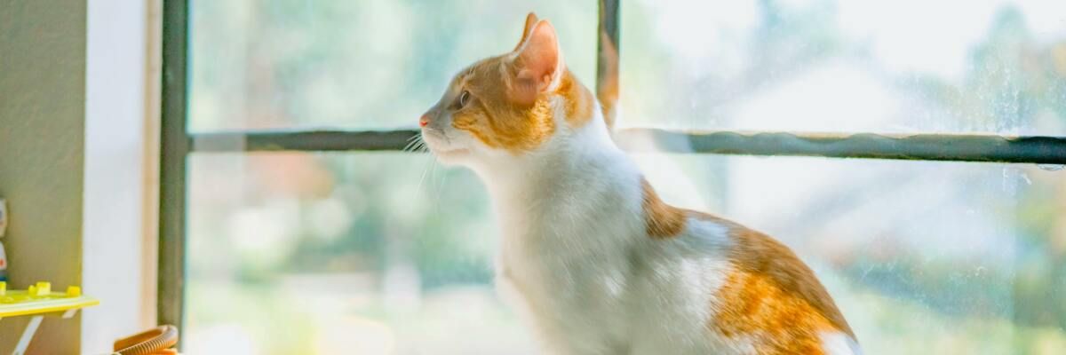 5 способів підвищити імунітет вашого кота фото