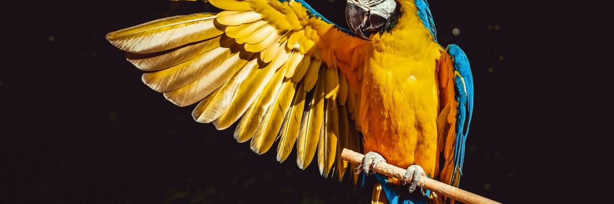 5 цікавих фактів про папуг, які ви могли не знати фото