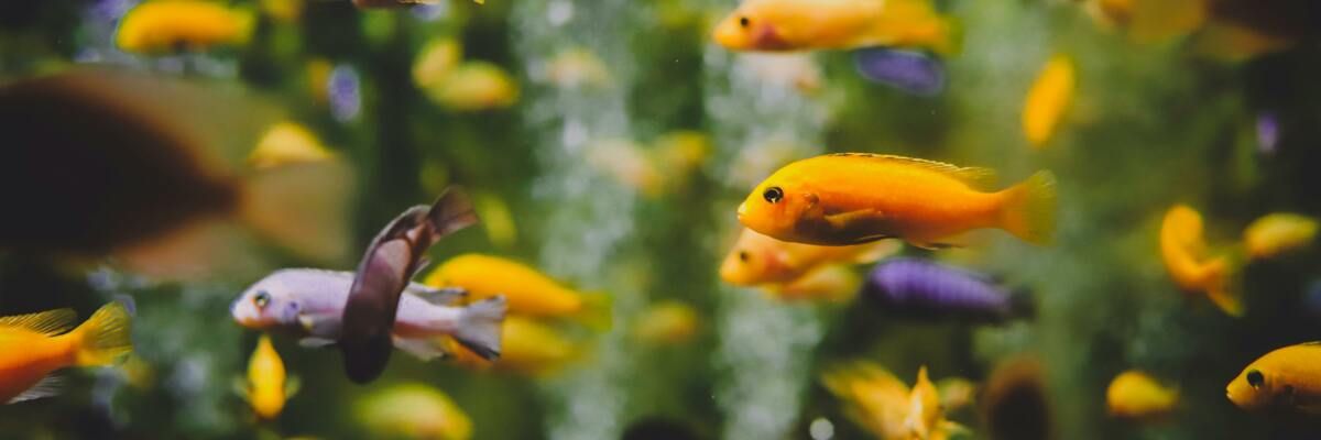 Як підготувати акваріум для нових рибок: крок за кроком інструкція фото