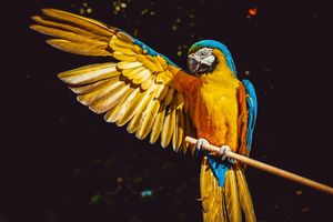 5 цікавих фактів про папуг, які ви могли не знати фото