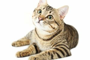 Догляд за котиками: поради та рекомендації фото