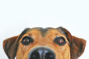5 способів підвищити імунітет вашого собаки фото