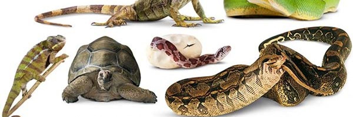 Догляд за рептиліями: корисні поради та рекомендації фото