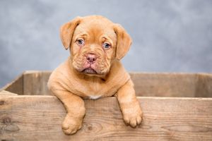 Профілактика захворювань у собак: календар щеплень та інші заходи фото