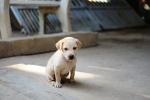 Соціалізація цуценят: як забезпечити правильний розвиток фото