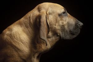 Як зміцнити імунітет собаки? фото