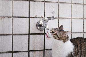 Зневоднення у кота: ознаки та лікування фото