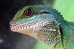 5 цікавих фактів про рептилій, які ви могли не знати фото