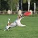 Ігрова тарілка для апортування PitchDog24 рожева А06086 фото 2