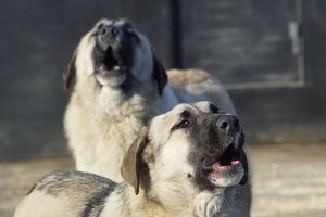 Сепараційна тривога у собак: що це і як з нею боротися фото